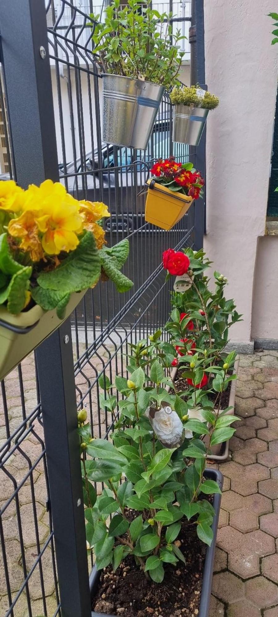 Carta Da Zucchero Venaria Reale Exterior foto
